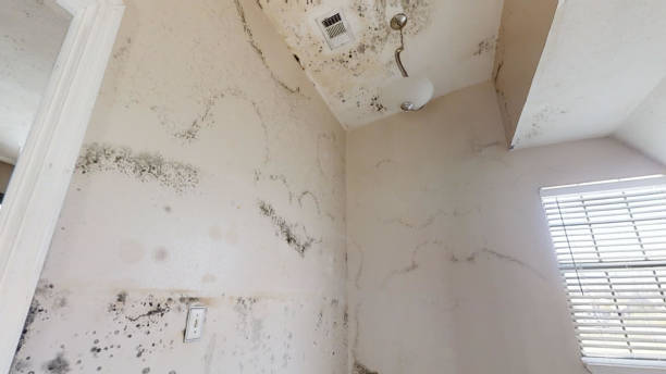 Best Water Damage & Mold Remediation  in Yeadon, PA